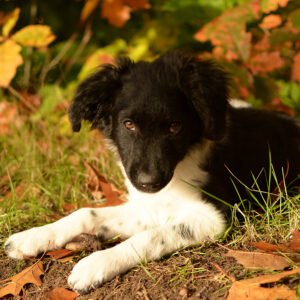 Brieven aan mijn hond